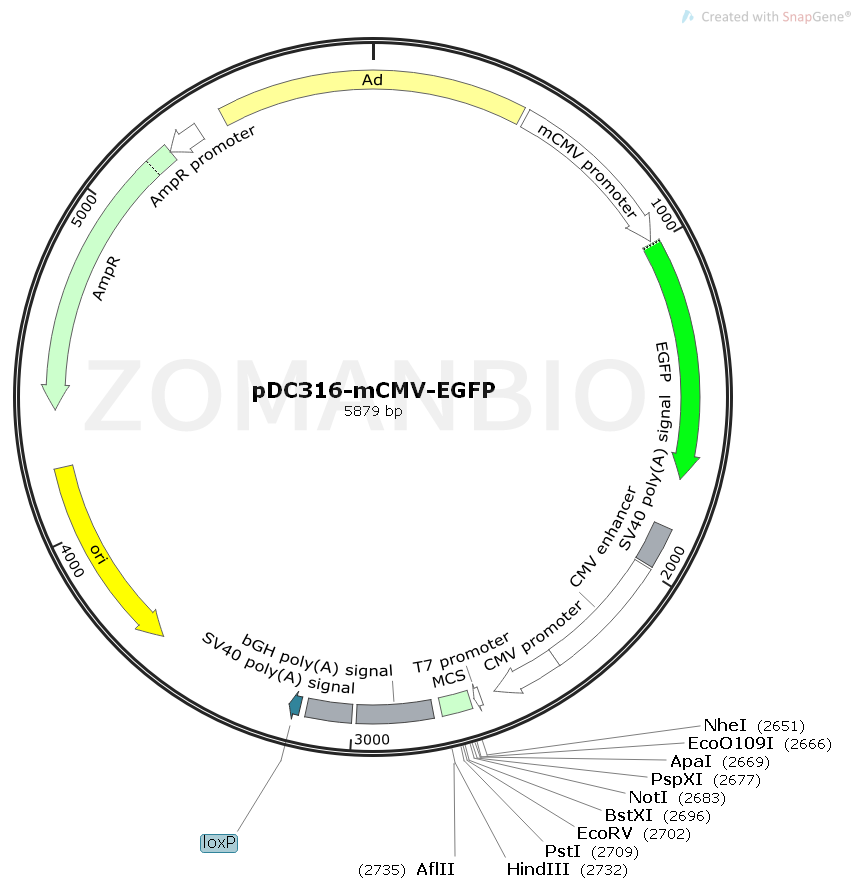 ZK1779 pDC316-mCMV-EGFP.png