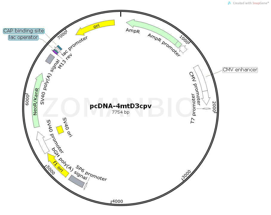 ZK1553 pcDNA-4mtD3cpv.png