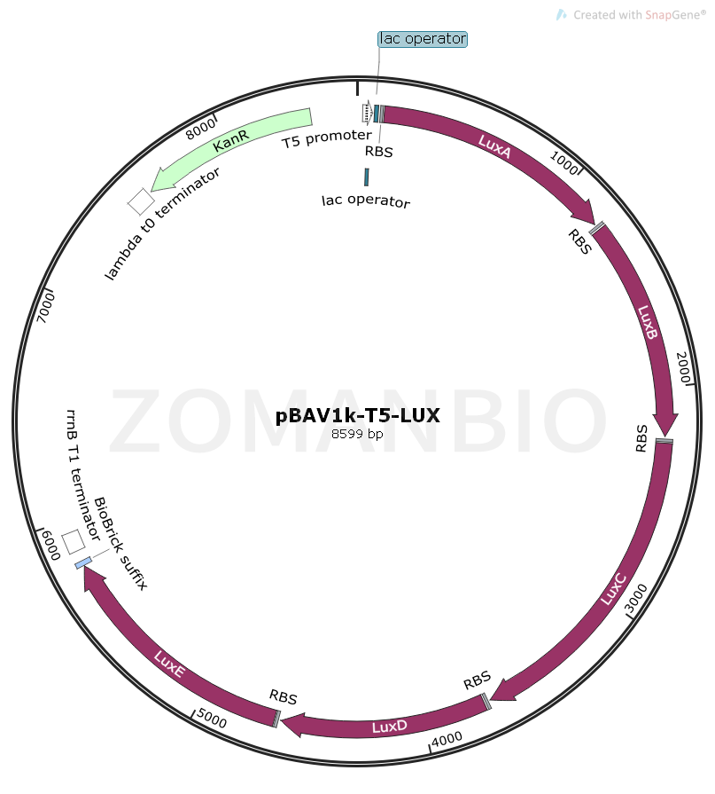 ZK1554 pBAV1k-T5-LUX.png