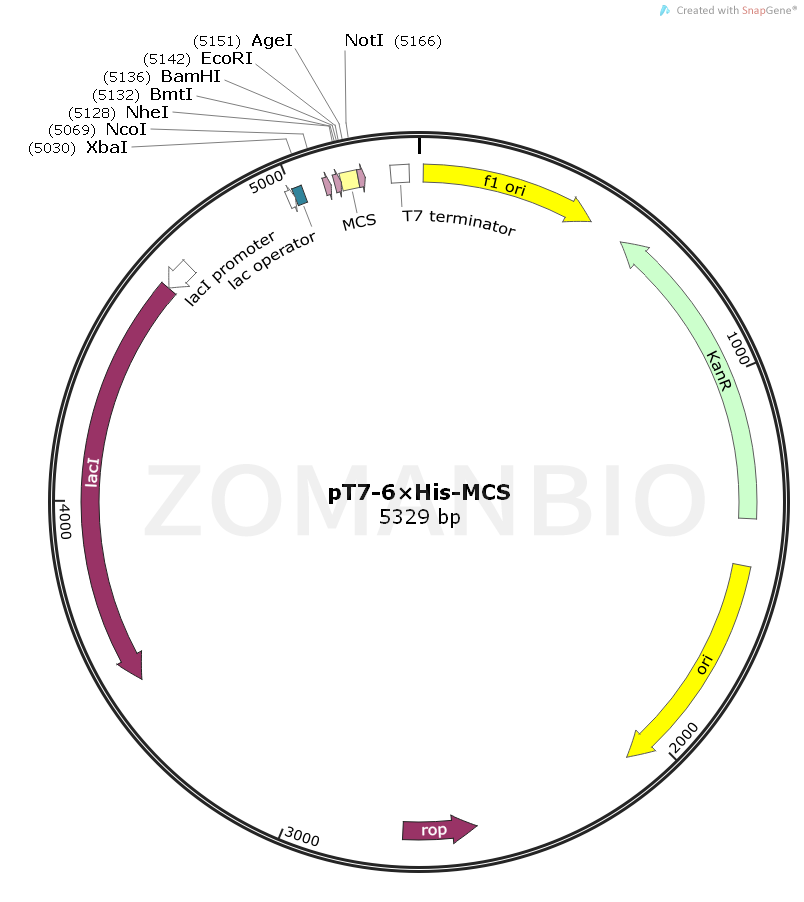 ZK1573 pT7-His-MCS.png