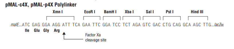 ZK1576 pMal-c4X-1.png