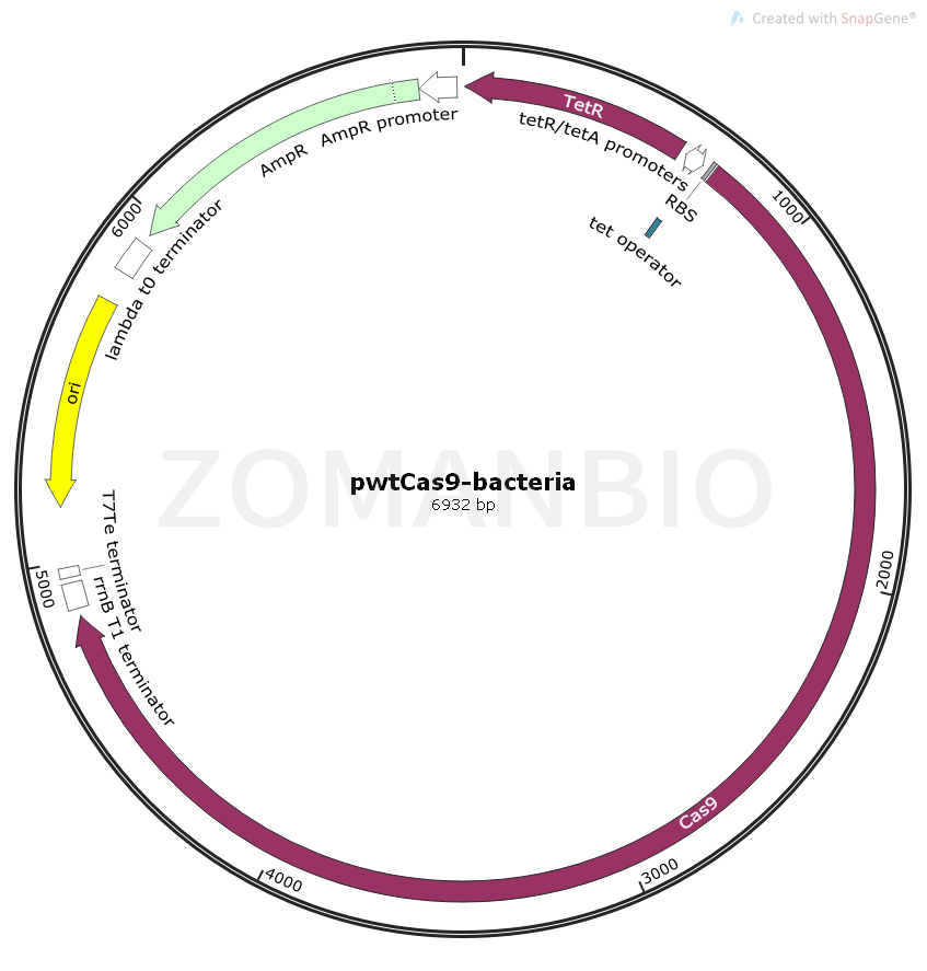 ZK1664 pwtCas9-bacteria.png