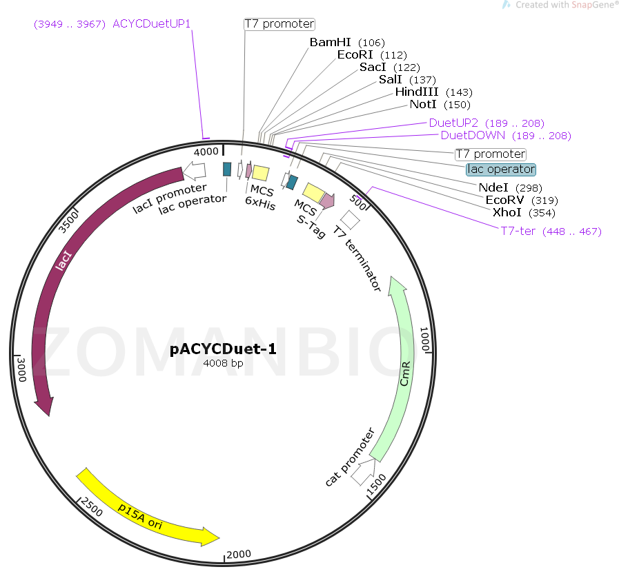 ZK1685 pACYCDuet-1.png