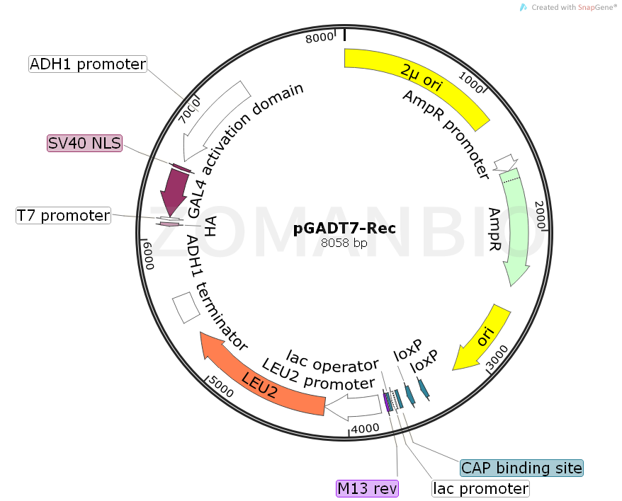 ZK1699 pGADT7-Rec.png
