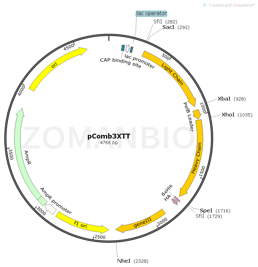 ZK1700 pComb3XTT.png