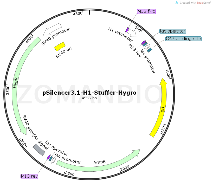 ZK1717 pSilencer3.1-H1-Stuffer-Hygro.png