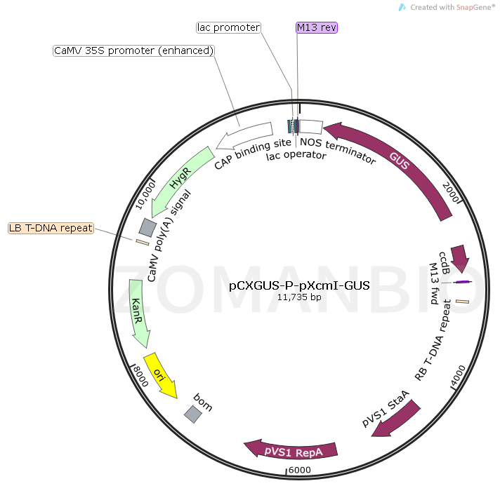 ZK1729 pCXGUS-P-pXcmI-GUS.png