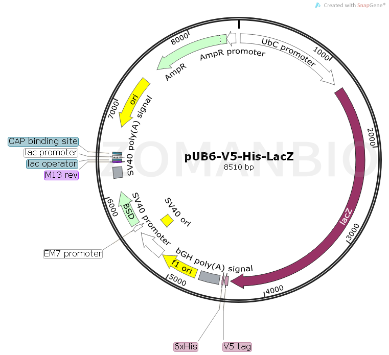 ZK1794 pUB6-V5-His-LacZ.png