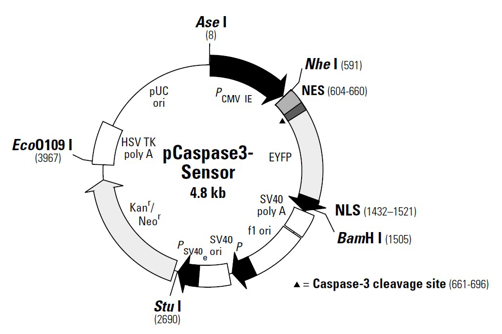 ZK1796 pCaspase3-sensor.png