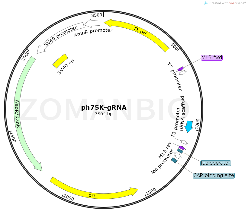 ZK1798 ph7SK-gRNA.png
