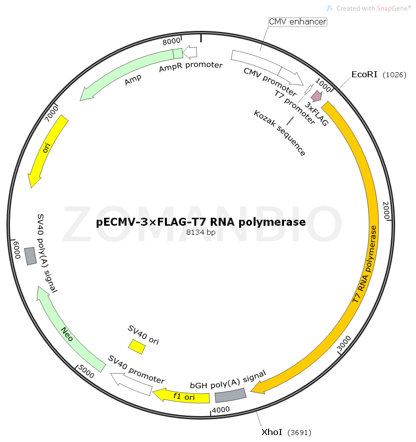 ZK1830 pECMV-3×Flag-T7 RNA polymerase.png