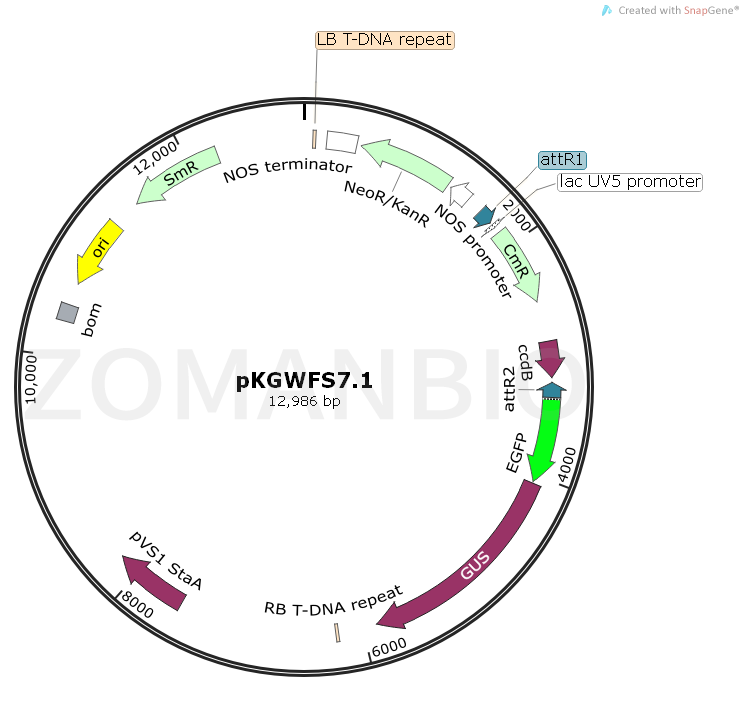 ZK1852 pKGWFS7.1.png