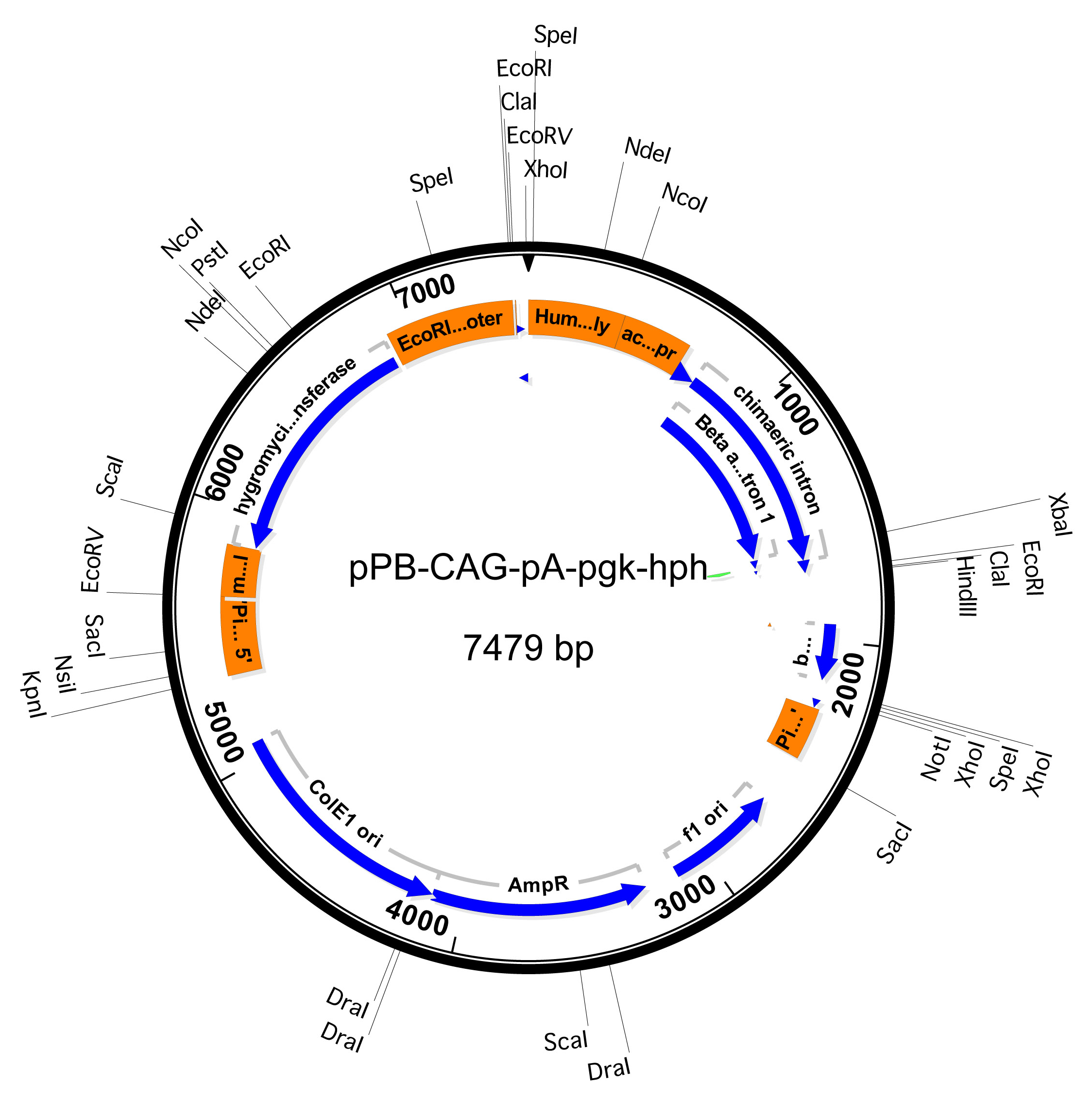 ZK1853 pPB-CAG-empty-pgk-hph.png