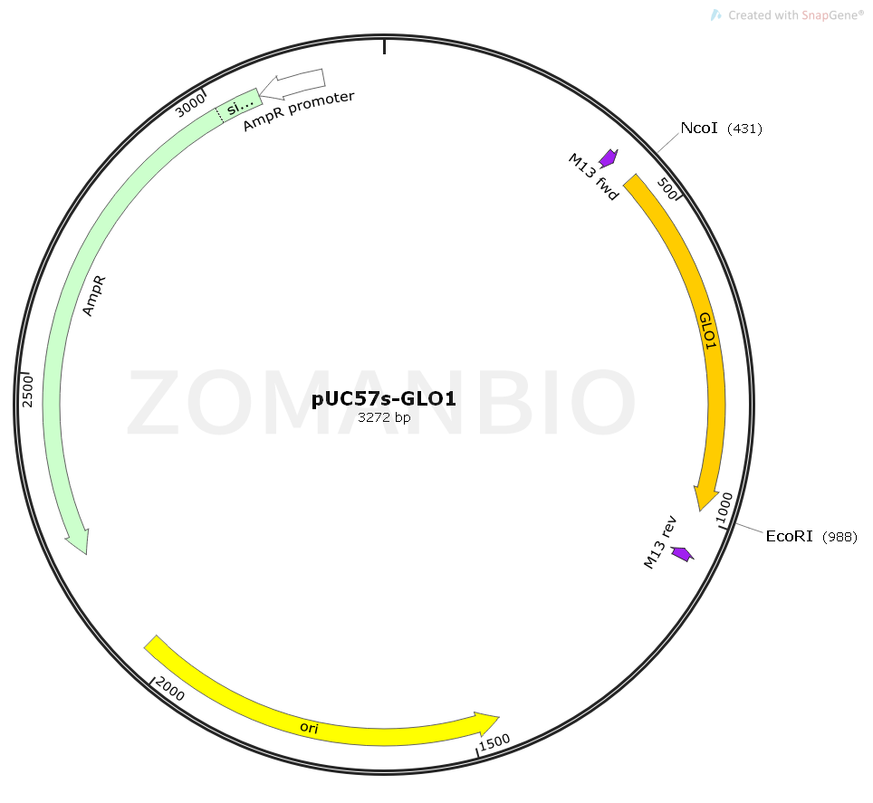 ZK2395 pUC57s-GLO1.png