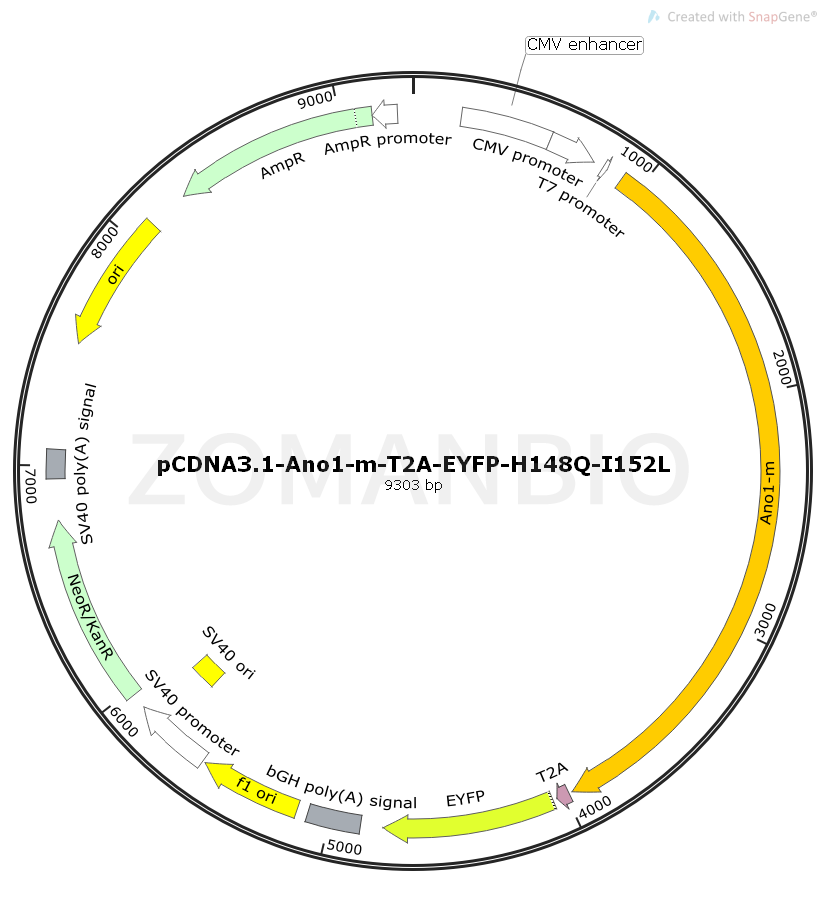 ZK2403 pCDNA3.1-Ano1-m-T2A-EYFP-H148Q-I152L.png