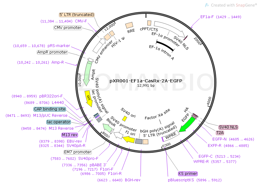 pXR001-EF1a-CasRx-2A-EGFP Map.png