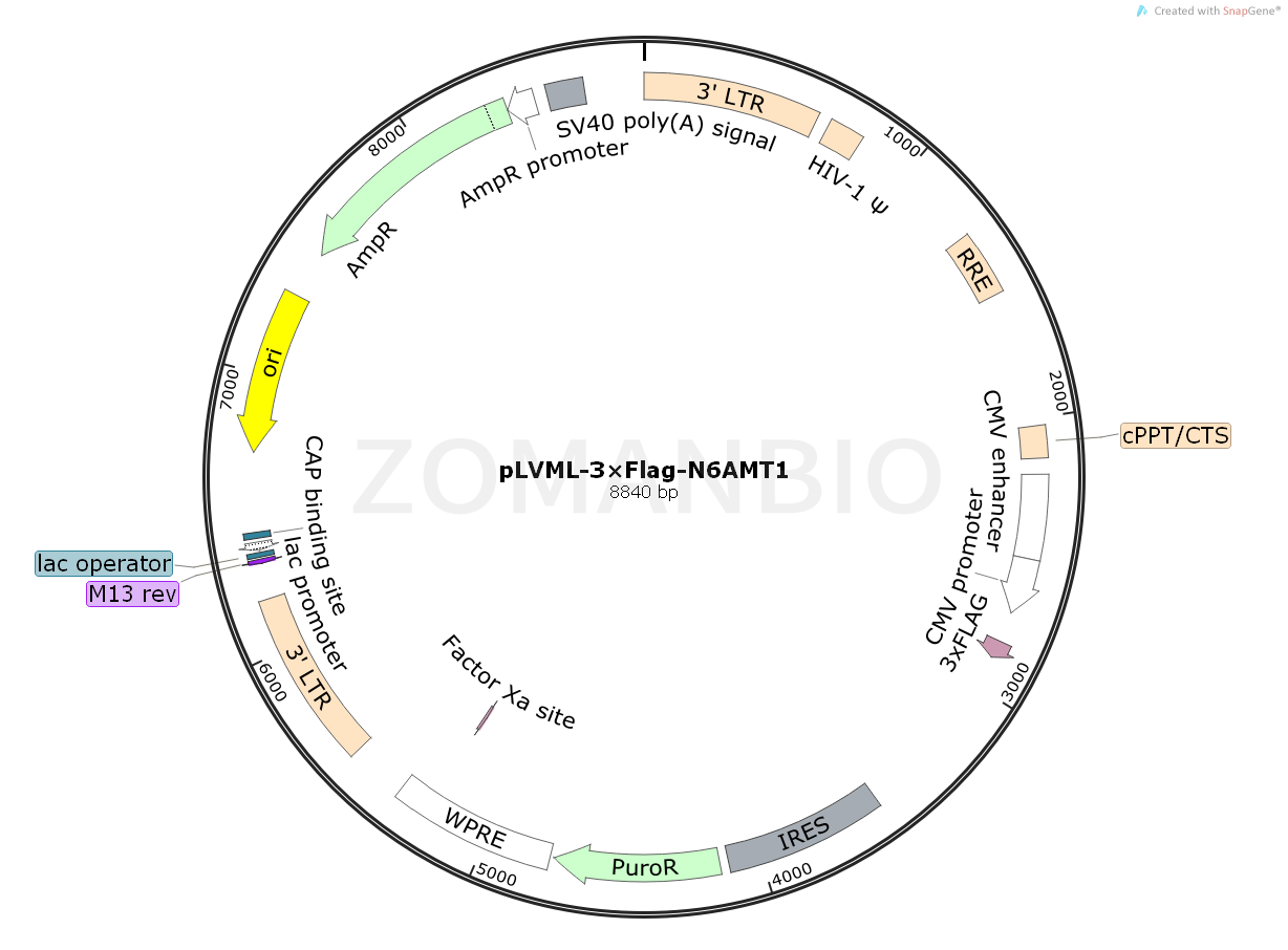 ZK2413 pLVML-3×Flag-N6AMT1.png