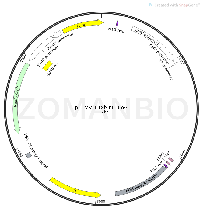 pECMV-Il12b-m-FLAG Map.png