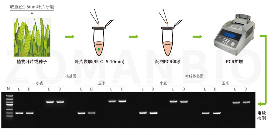 2020 植物擴(kuò)增圖ZT501.JPG