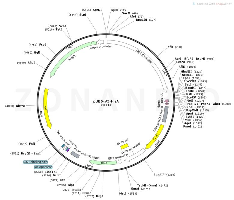 ZK1793 pUB6-V5-HisA.jpg