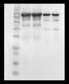 ZS404A 無蛋白快速封閉液 改圖.jpg