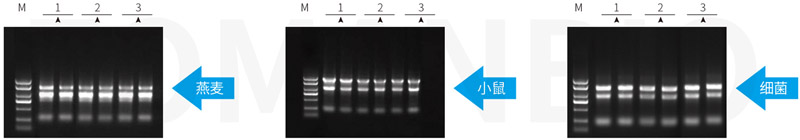 反面19 總RNA提取圖.jpg